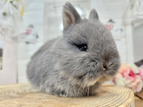 ネザーランドドワーフ