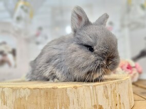 ネザーランドドワーフ