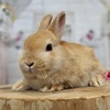 ネザーランドドワーフ