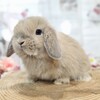 ホーランドロップ