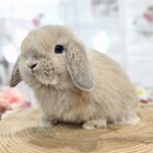 ホーランドロップ