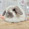 ホーランドロップ