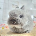 ネザーランドドワーフ