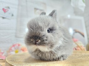 ネザーランドドワーフ