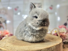 ネザーランドドワーフ