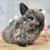 ネザーランドドワーフ