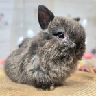 ネザーランドドワーフ