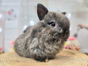 ネザーランドドワーフ