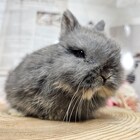 ネザーランドドワーフ