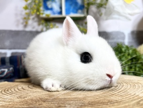 ドワーフホト