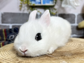 ドワーフホト