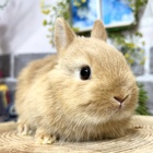 ネザーランドドワーフ