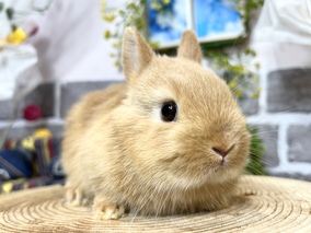 ネザーランドドワーフ