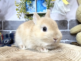 ネザーランドドワーフ