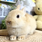ネザーランドドワーフ