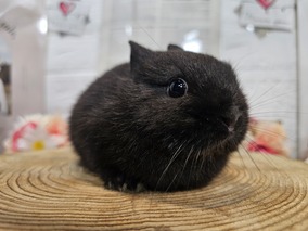 ネザーランドドワーフ