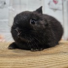 ネザーランドドワーフ