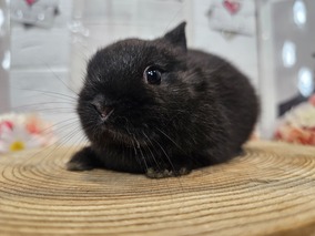 ネザーランドドワーフ