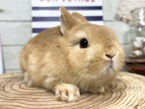 ネザーランドドワーフ