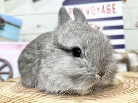 ネザーランドドワーフ
