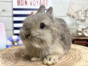 ネザーランドドワーフ