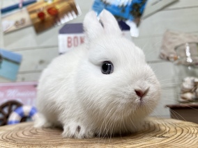 ネザーランドドワーフ