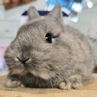 ネザーランドドワーフ