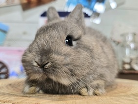 ネザーランドドワーフ