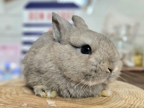 ネザーランドドワーフ