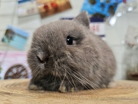 ネザーランドドワーフ