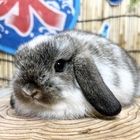 ホーランドロップ　