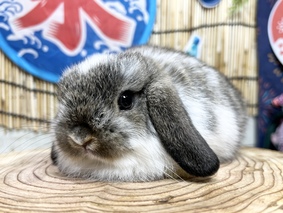 ホーランドロップ　