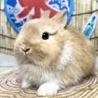 ネザーランドドワーフ