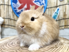 ネザーランドドワーフ