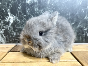 ネザーランドドワーフ