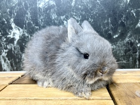 ネザーランドドワーフ