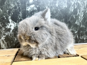 ネザーランドドワーフ