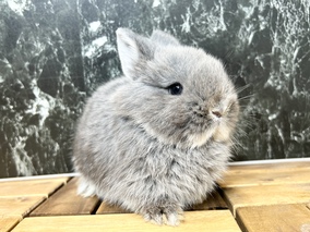 ネザーランドドワーフ
