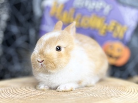 ネザーランドドワーフ