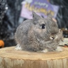 ネザーランドドワーフ