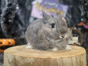 ネザーランドドワーフ