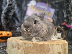 ネザーランドドワーフ