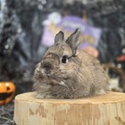 ネザーランドドワーフ