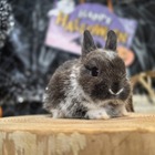 ネザーランドドワーフ