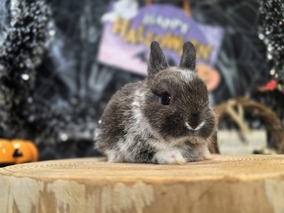 ネザーランドドワーフ