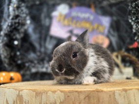 ネザーランドドワーフ