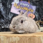 ネザーランドドワーフ