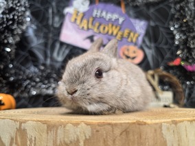 ネザーランドドワーフ