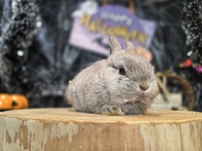 ネザーランドドワーフ