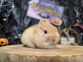 ネザーランドドワーフ